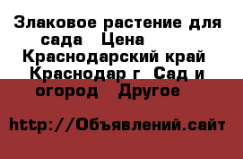 Злаковое растение для сада › Цена ­ 300 - Краснодарский край, Краснодар г. Сад и огород » Другое   